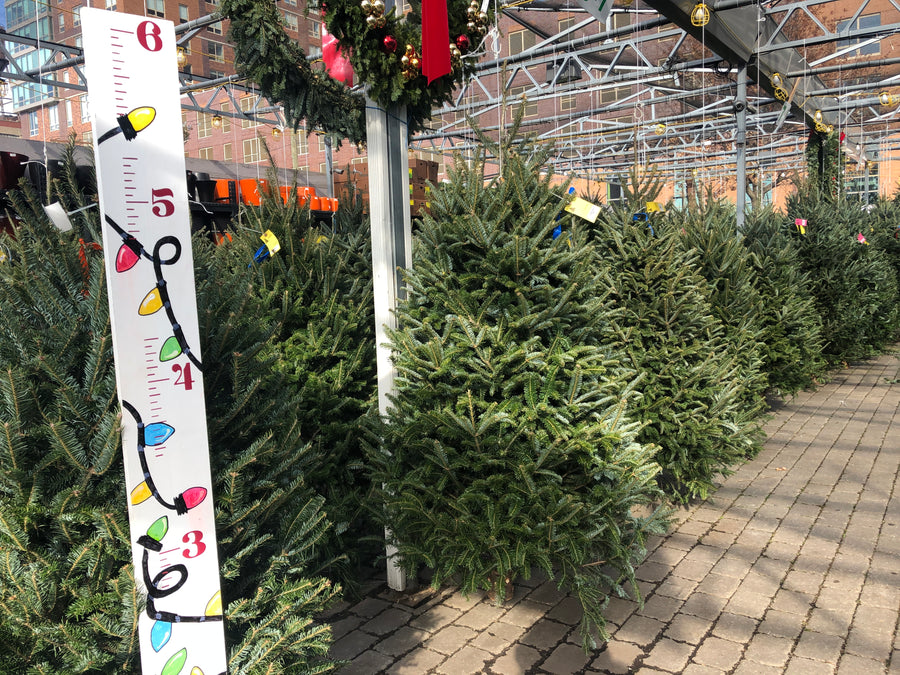 PREMIUM NORTH CAROLINA FRASER FIR CHRISTMAS TREE 5'-6' $119.99