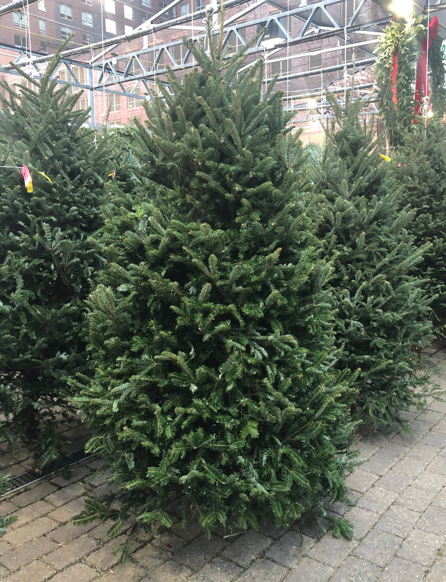 PREMIUM NORTH CAROLINA FRASER FIR CHRISTMAS TREE 8'-9' $279.99