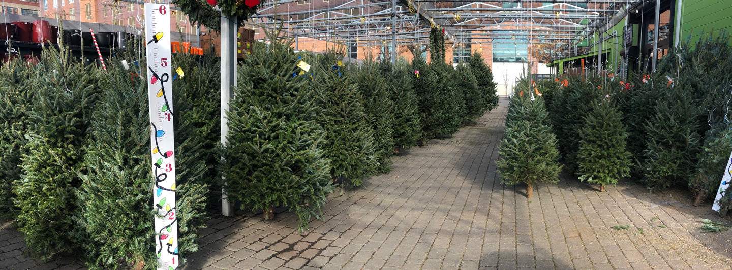 Fresh Christmas trees  sported by height 