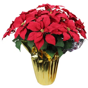 POINSETTIA 14 INCH RED