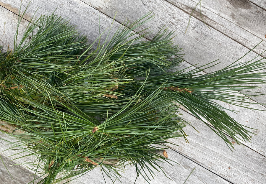 WHITE PINE TIPS BUNCH