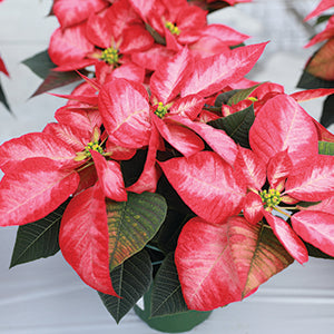 POINSETTIA 4.5 INCH PINK