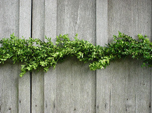 25 Ft Boxwood Garland - 14th Street Garden Center