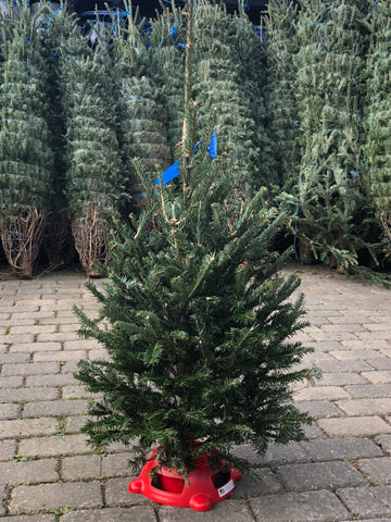 PREMIUM NORTH CAROLINA FRASER FIR CHRISTMAS TREE 3'+ with STAND $45.99