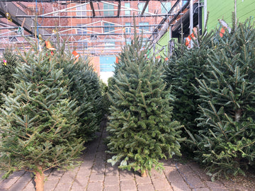 PREMIUM NORTH CAROLINA Fraser Fir Christmas Tree 6'-7' $149.99