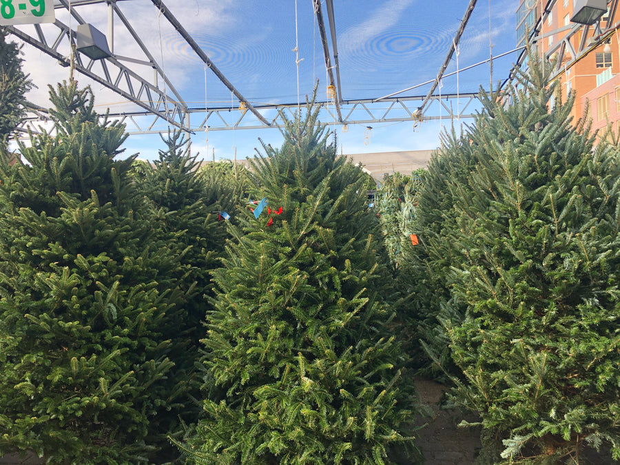 PREMIUM NORTH CAROLINA Fraser Fir Christmas Tree 9' -10' $359.99