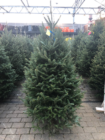 PREMIUM NORTH CAROLINA fraser fir Christmas Tree 4' -5' $79.99