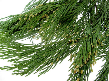 INCENSE CEDAR BUNCH