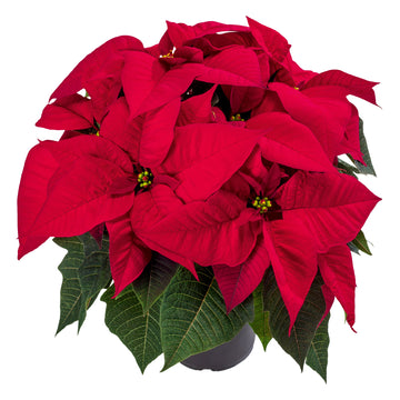 POINSETTIA 8.5 INCH RED