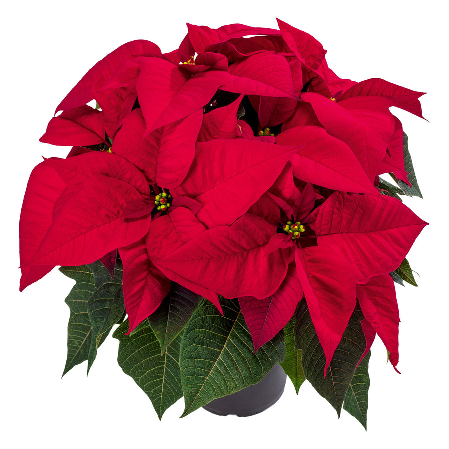 POINSETTIA 10 INCH RED