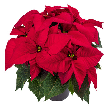 POINSETTIA 6.5 INCH RED