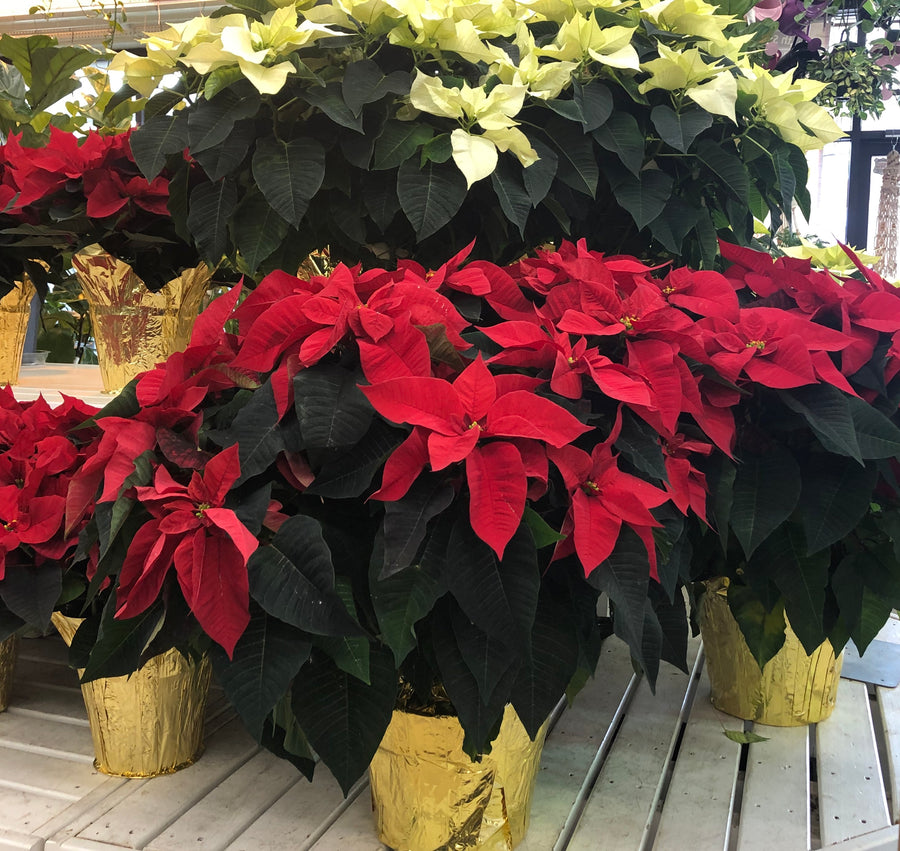 POINSETTIA 7.5 INCH WHITE