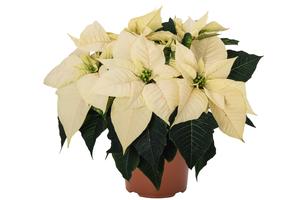 POINSETTIA 10 INCH WHITE