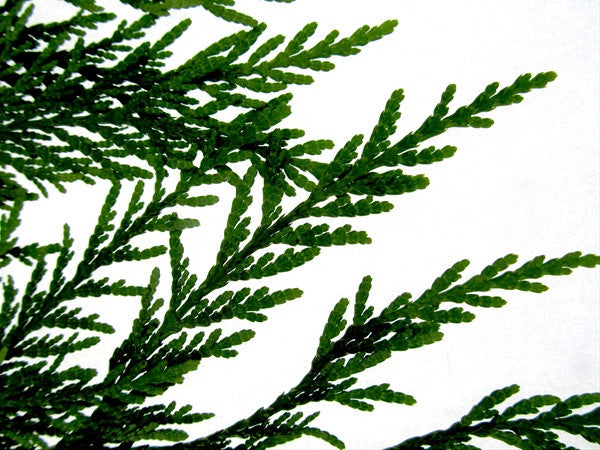 25 Ft Western Cedar Garland - 14th Street Garden Center - 3