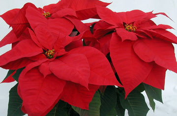 POINSETTIA 7.5 INCH RED