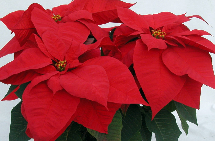 POINSETTIA 6.5 INCH RED