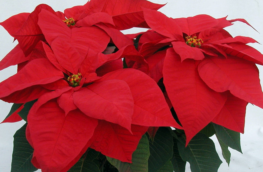 POINSETTIA 8.5 INCH RED