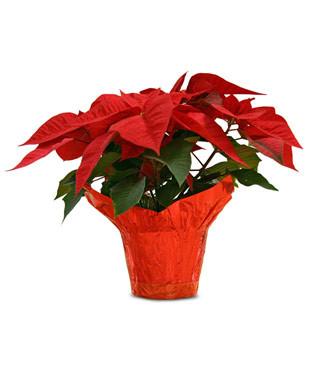 POINSETTIA 7.5 INCH RED